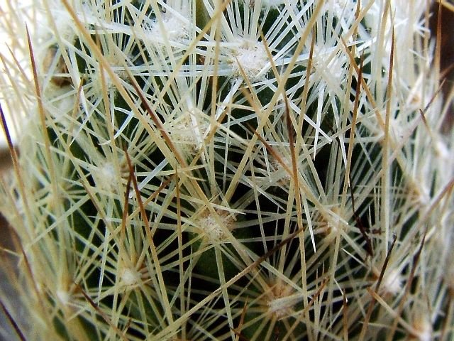 Escobaria _zilziana _02